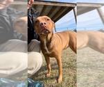 Small #1 Bulldog-Rhodesian Ridgeback Mix