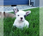 Small Photo #1 French Bulldog Puppy For Sale in PASCO, WA, USA
