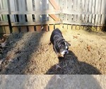 Small Photo #7 English Bulldog Puppy For Sale in POWDER SPRINGS, GA, USA