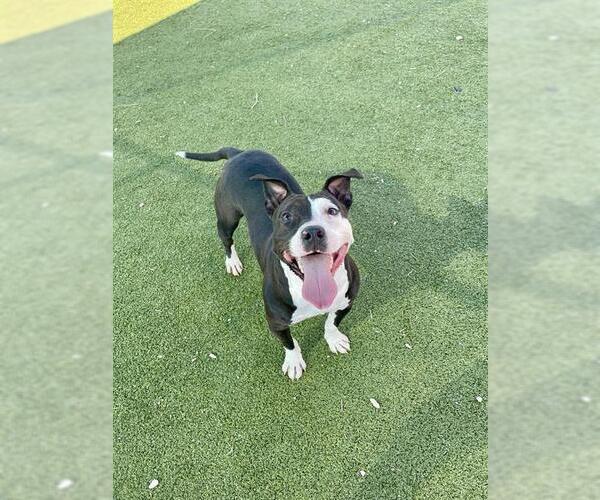 Medium Photo #2 American Pit Bull Terrier-Unknown Mix Puppy For Sale in Pasadena, TX, USA