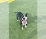 Small #1 American Pit Bull Terrier Mix