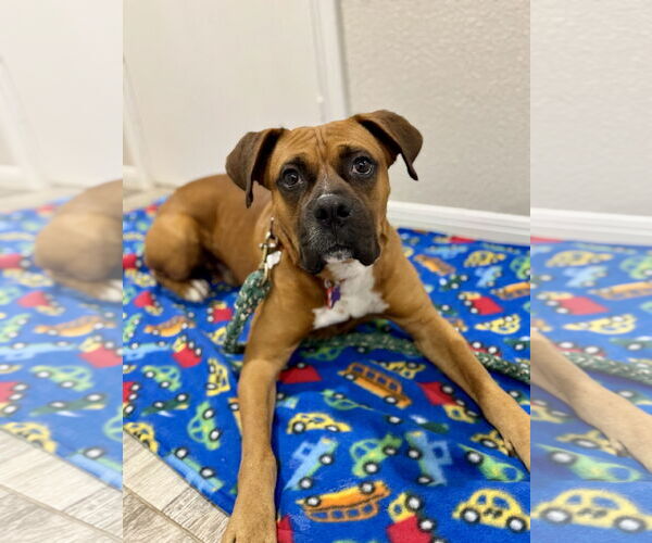 Medium Photo #7 Boxer Puppy For Sale in  Katy, TX, USA