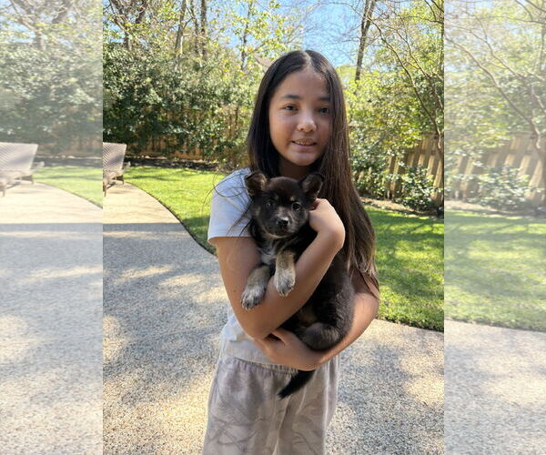 Medium Photo #2 German Shepherd Dog-Unknown Mix Puppy For Sale in The Woodlands, TX, USA