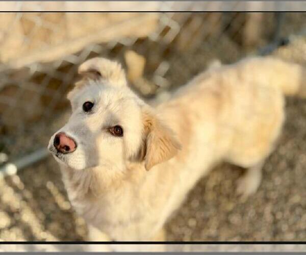 Medium Photo #4 Great Pyrenees-Retriever  Mix Puppy For Sale in Coldwater, MI, USA