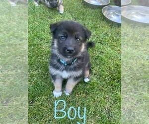 German Shepherd Dog-Siberian Husky Mix Puppy for sale in EATONVILLE, WA, USA