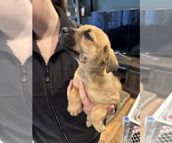 Medium Photo #4 Labrottie Puppy For Sale in Brewster, NY, USA