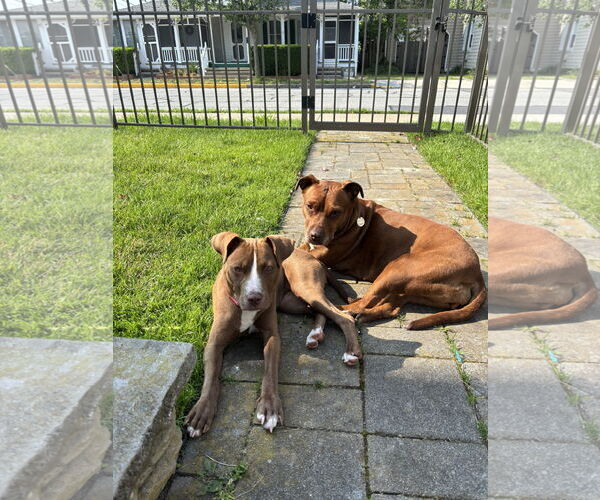 Medium Photo #17 Mutt Puppy For Sale in Philadelphia, PA, USA