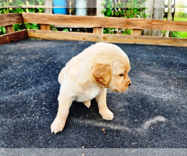Medium Photo #3 Golden Retriever Puppy For Sale in LEON, KS, USA