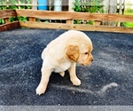 Small #2 Golden Retriever