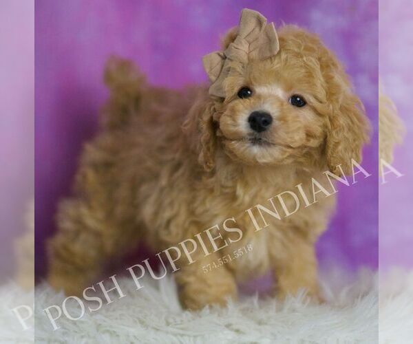 Medium Photo #35 Poodle (Toy) Puppy For Sale in WARSAW, IN, USA