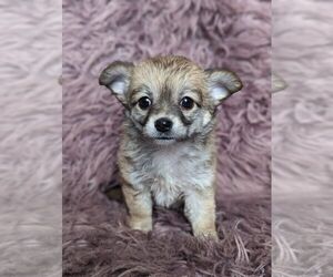 Chihuahua Puppy for Sale in LINCOLNTON, North Carolina USA
