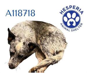 Mutt Dogs for adoption in HESPERIA, CA, USA
