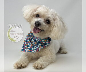 Maltipoo (Miniature) Dogs for adoption in Benton, LA, USA