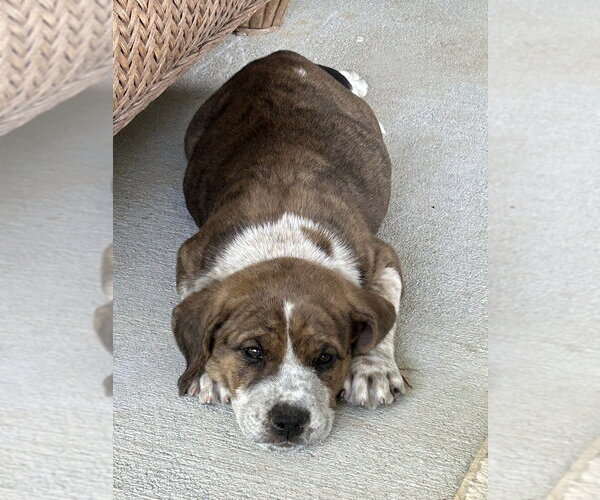 Medium Photo #4 Mutt Puppy For Sale in Mooresville, NC, USA