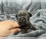 Small #4 French Bulldog