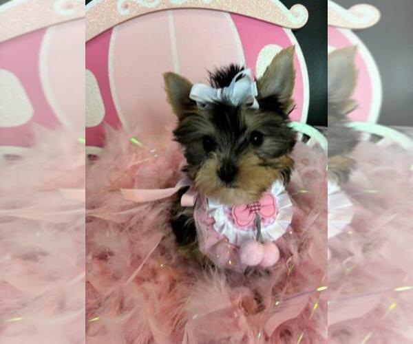 Medium Photo #1 Yorkshire Terrier Puppy For Sale in GREENWOOD, IN, USA