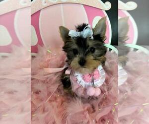Yorkshire Terrier Puppy for Sale in GREENWOOD, Indiana USA