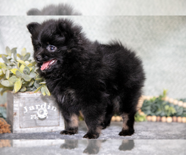Medium Photo #3 Pomeranian Puppy For Sale in CLARE, MI, USA