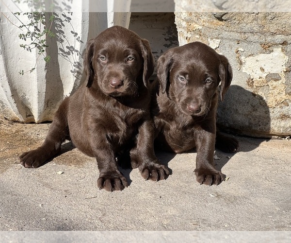 Medium Photo #1 Labrador Retriever Puppy For Sale in QUEEN CREEK, AZ, USA