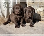 Image preview for Ad Listing. Nickname: Litter of 2