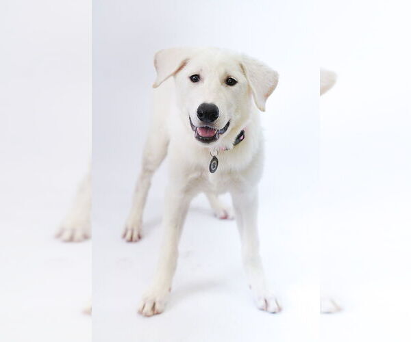 Medium Photo #2 German Shepherd Dog-Great Pyrenees Mix Puppy For Sale in Princeton, MN, USA