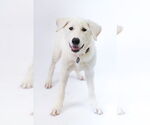 Small #1 German Shepherd Dog-Great Pyrenees Mix