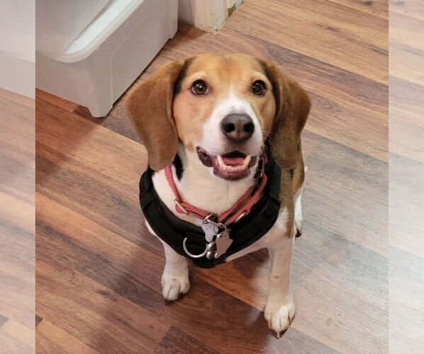 Medium Photo #6 Beagle Puppy For Sale in Las Vegas, NV, USA