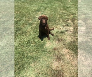 Labrador Retriever Puppy for sale in TELEPHONE, TX, USA