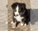 Small #8 Miniature Australian Shepherd