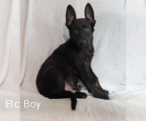 Medium German Shepherd Dog