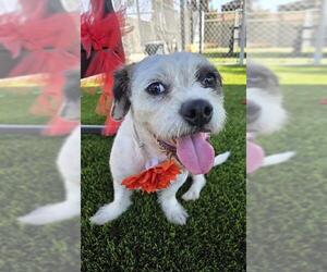 Lhasa Apso Dogs for adoption in Downey, CA, USA