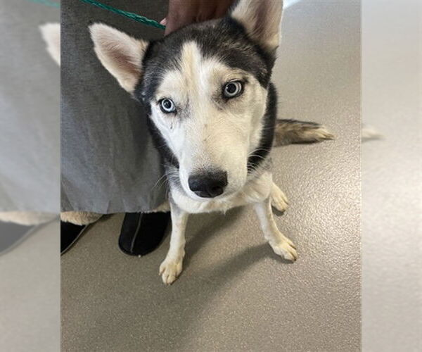 Medium Photo #1 Siberian Husky-Unknown Mix Puppy For Sale in Las Vegas, NV, USA