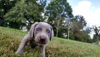 Small Photo #18 Weimaraner Puppy For Sale in UNION GROVE, AL, USA