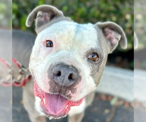 Medium Photo #1 American Staffordshire Terrier-Unknown Mix Puppy For Sale in Lake Forest, CA, USA