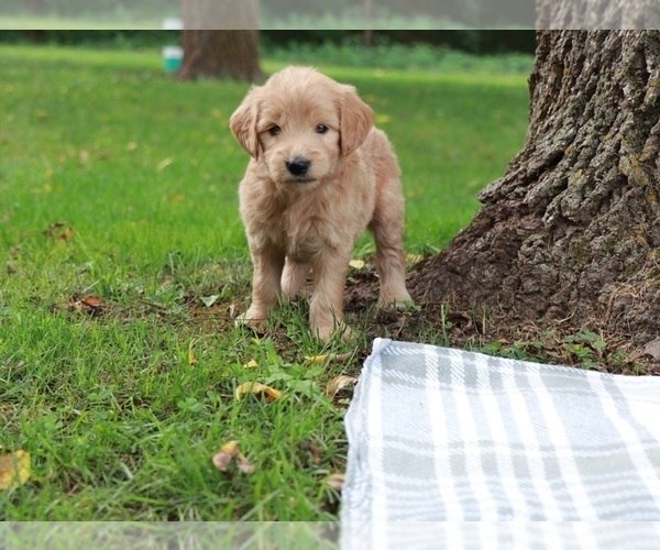 View Ad: Goldendoodle Puppy for Sale near Missouri ...