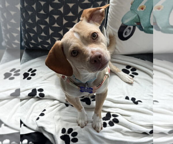 Medium Photo #2 Chiweenie Puppy For Sale in Springdale, PA, USA