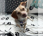 Small #1 Chiweenie