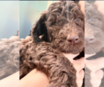 Small #3 Labradoodle mix (+ Poodle Standard)