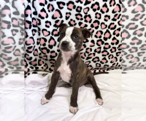 Bella - Female American Staffordshire Terrier-German Shepherd Dog Mix Dog for Adoption - Photo #23