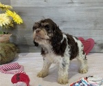 Small #4 Cockapoo-Poodle (Miniature) Mix