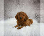 Small Photo #1 Goldendoodle (Miniature) Puppy For Sale in ITASCA, TX, USA