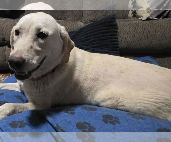 Medium Photo #4 Labrador Retriever-Unknown Mix Puppy For Sale in Minneapolis, MN, USA