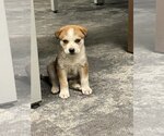 Small Huskies  Mix