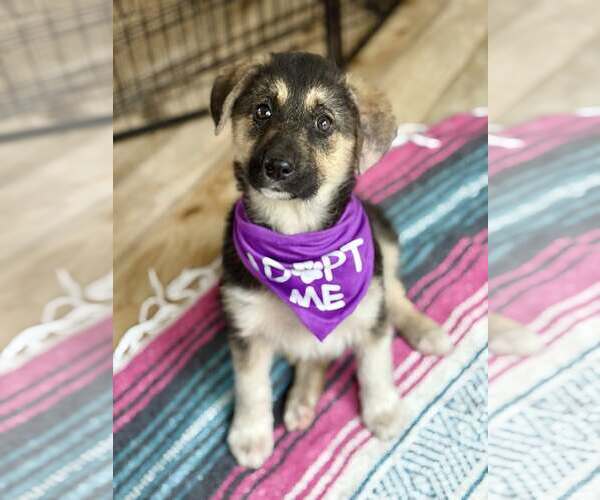 Medium Photo #2 Australian Shepherd Puppy For Sale in Paso Robles, CA, USA