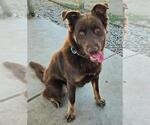 *DUNCAN - Male Australian Shepherd-German Shepherd Dog Mix Dog for Adoption - Small photo