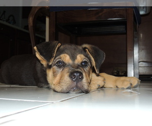 Bullmastiff-German Shepherd Dog Mix Puppy for sale in INDIO, CA, USA