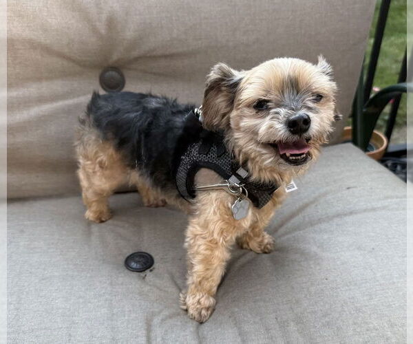 Medium Photo #3 Mutt Puppy For Sale in Mundelein, IL, USA