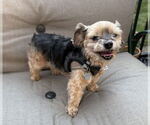 Small #2 Mutt