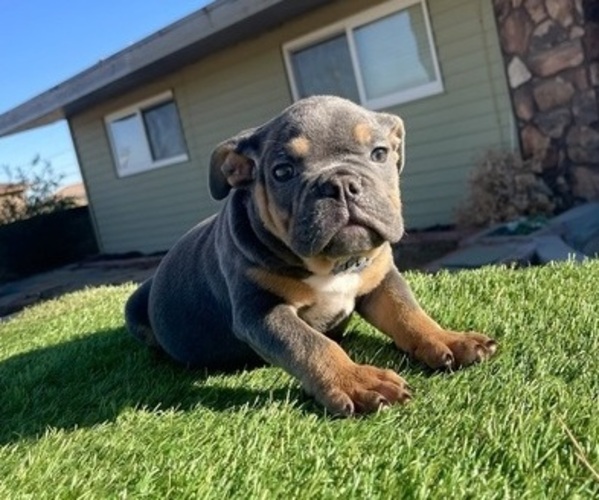 Medium Photo #4 English Bulldog Puppy For Sale in WEST HOLLYWOOD, CA, USA