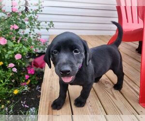 Labrador Retriever Puppy for sale in GALLIPOLIS, OH, USA